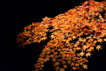 夜にライトアップされた紅葉の葉
