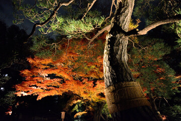 夜にライトアップされた紅葉の葉と樹木