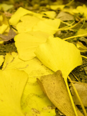 日本の秋に咲く黄色い紅葉の葉