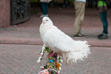 A white dove sitting on a perch with flowers, in the background a couple