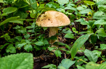Mushroom in the forest
