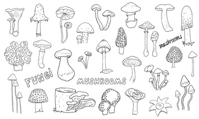 Mushrooms hand drawn linear icons set. Fly agaric, toadstool сhanterelle, porcini, portobello, oyster thin line contour symbols. Isolated vector outline fungus illustrations. Fresh organic food