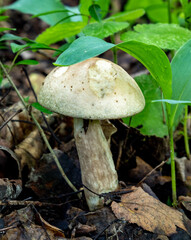 Mushroom in the forest