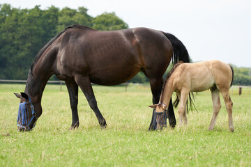 Obraz na płótnie Canvas A valk color foal and a brown mare in the field, wearing a fly mask, pasture, horse