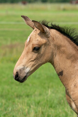 Obraz premium Attentive falcon color foal with head and mane in close-up
