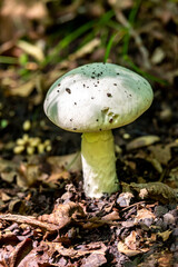Mushroom in the forest