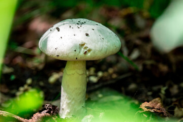 Mushrooms in the forest