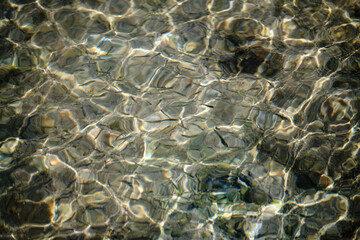 Avannotti nuotano in acque basse