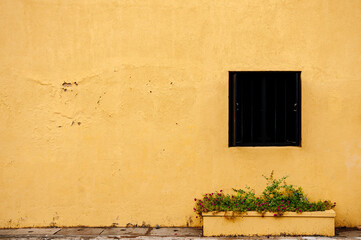Yellow old concrete wall with small plant and flowers