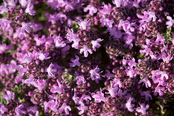 Breckland thyme, Breckland wild thyme, wild thyme, creeping thyme, elfin thyme, Thymus serpyllum