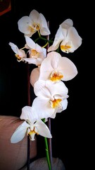 white orchid on black