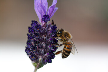 bee on flowering lavender