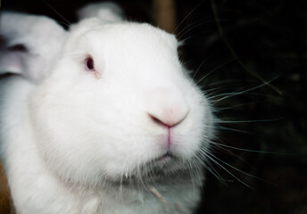 A white rabbit with dark eyes eats grass on a brown background. Pets
