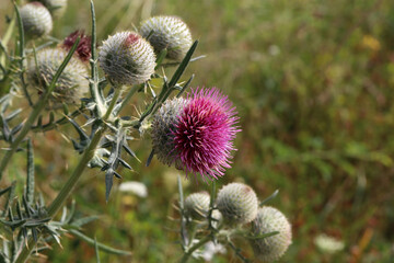 Thistle flower in the field in summer