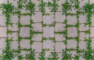 old brick wall