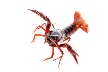 Crawfish