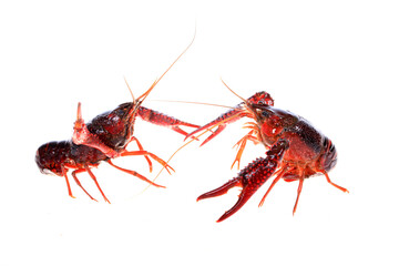 Crawfish