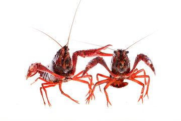 Crawfish
