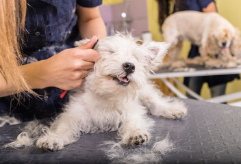 Grooming salon working place, pet shop.