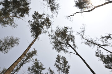 tree branches against blue sky