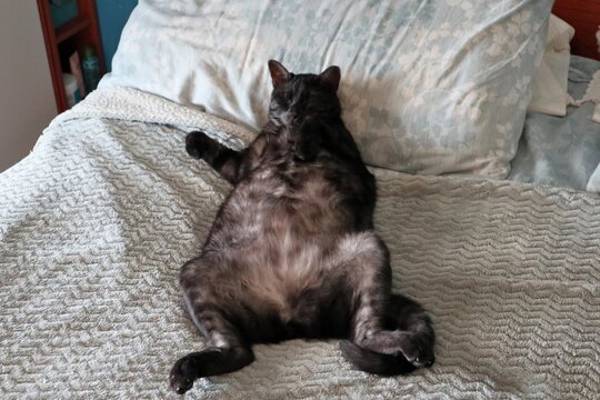 Gatto rilassato sul letto