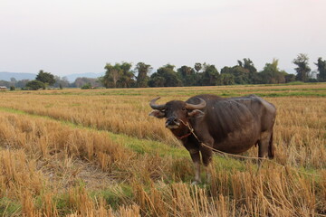 Fototapeta na wymiar Thai buffalo,buffaloes have been used since centuries by peasants in order to plough their rice fields. This photo took after harvested in The North of Thailand.