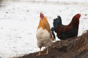Rooster chicken, winter walking on the farm
