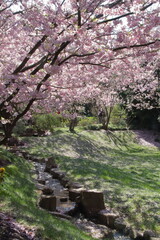 Fototapeta premium Japanese Garden