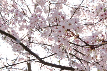 Cherry Blossom