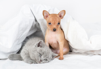 playful baby kitten and Toy terrier puppy lie together under blanket on a bed at home