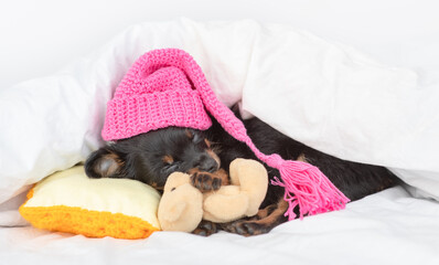 Toy terrier puppy wearing warm hat sleeps under a warm blanket on a bed at home and hugs favorite toy bear