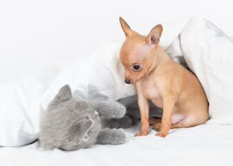 Playful kitten and Toy terrier puppy lie under blanket on a bed at home together
