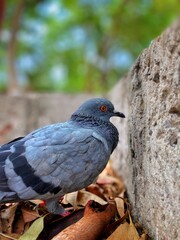 pigeon on a branch
