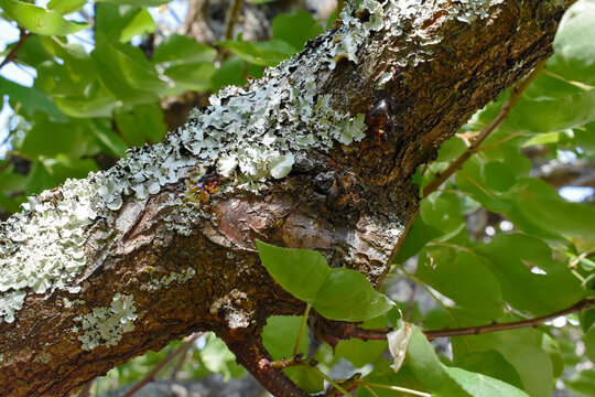 Primer plano de una rama de un &aacute;rbol de albaricoque con resina y l&iacute;quenes con fondo natural de hojas verdes.