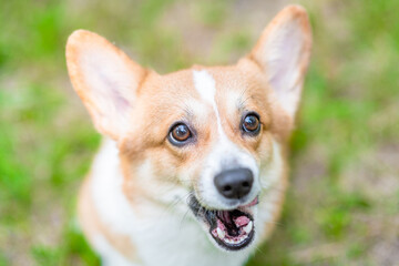 Pembroke welsh corgi puppy sits on green summer grass and looks up