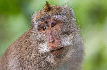 Affe Monkey Forest Ubud Bali