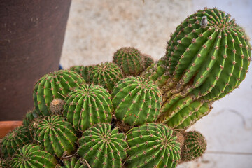 Cactus con spine
