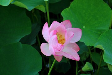 蓮　大賀蓮　爽やか　夏　風景　茨城