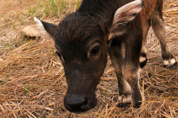 Thai buffalo,buffaloes have been used since centuries by peasants in order to plough their rice fields. This photo took after harvested in The North of Thailand.