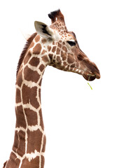 キリン © moonrise