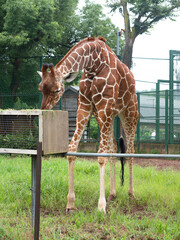 キリン © moonrise