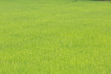 Obraz na płótnie Canvas Green rice plant organic in the field