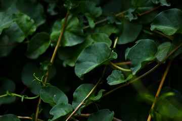 green leaves on the ground