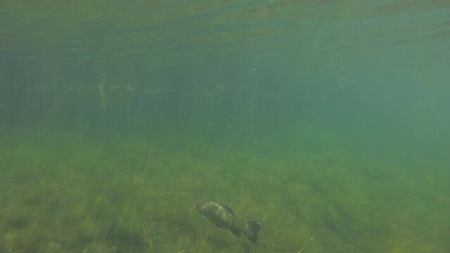 Tench, Tinca Tinca Fish in shallow water 