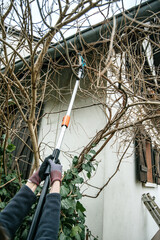 Woman using pole pruner to cut wisteria branches early in the winter