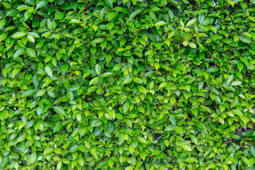 Obraz premium Green Leaves nature background