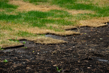 Installing new grass turfs from a roll.