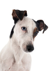 jack russel terrier