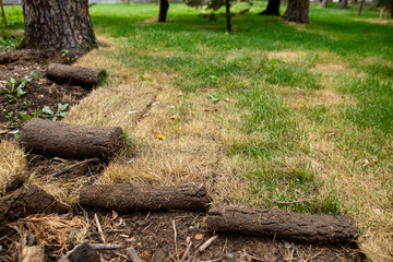 Installing new grass turfs from a roll.