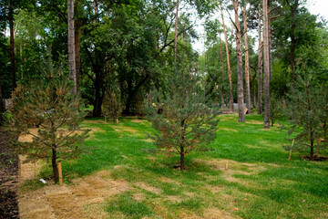 Installing new grass turfs from a roll.